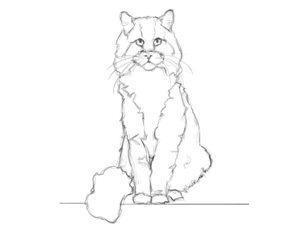 Realistic Cat Drawing