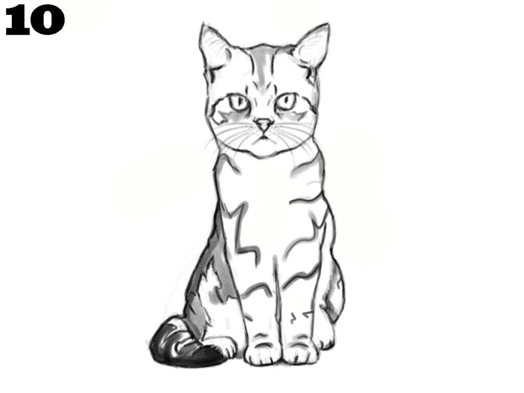 How to draw a cat