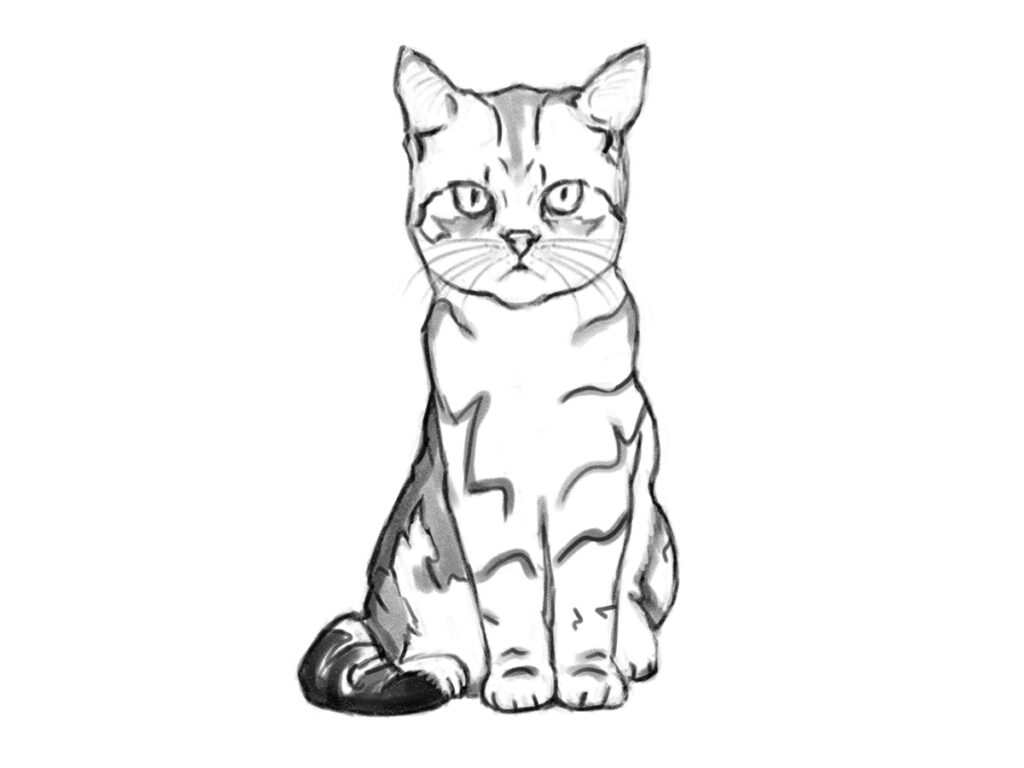 How to draw a cat