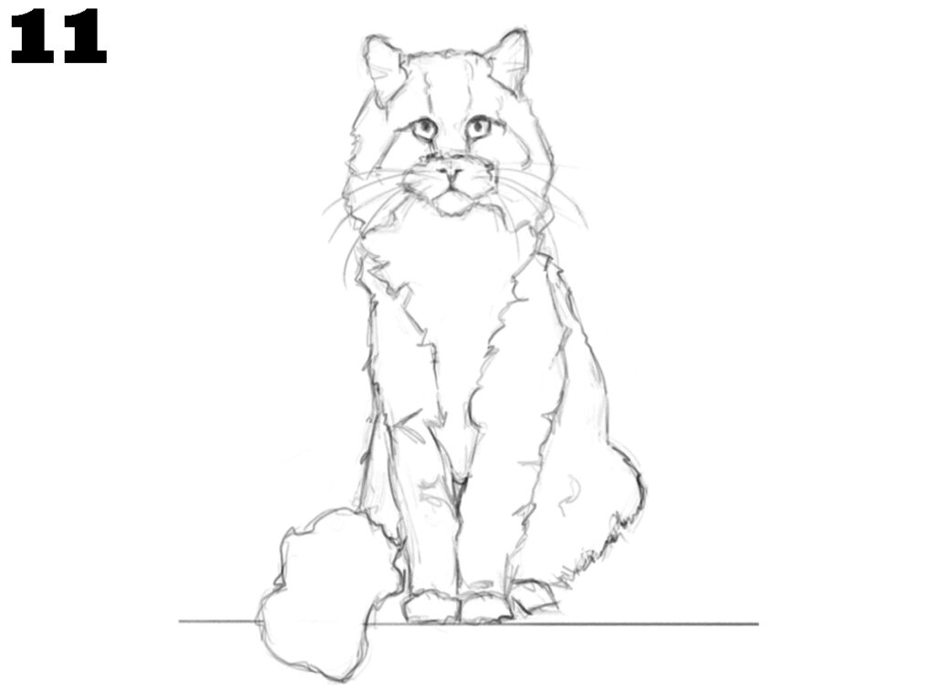 Realistic Cat Drawing