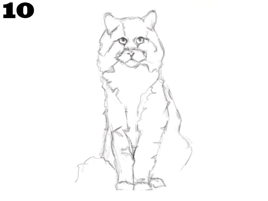 Realistic Cat Drawing