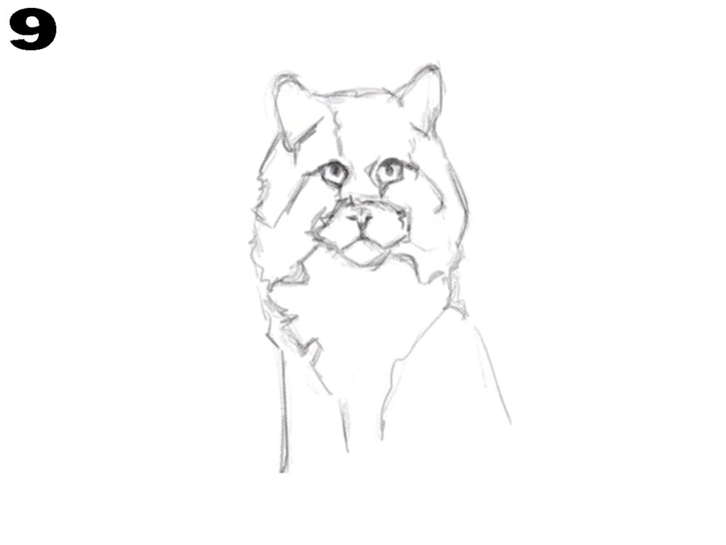 Realistic Cat Drawing