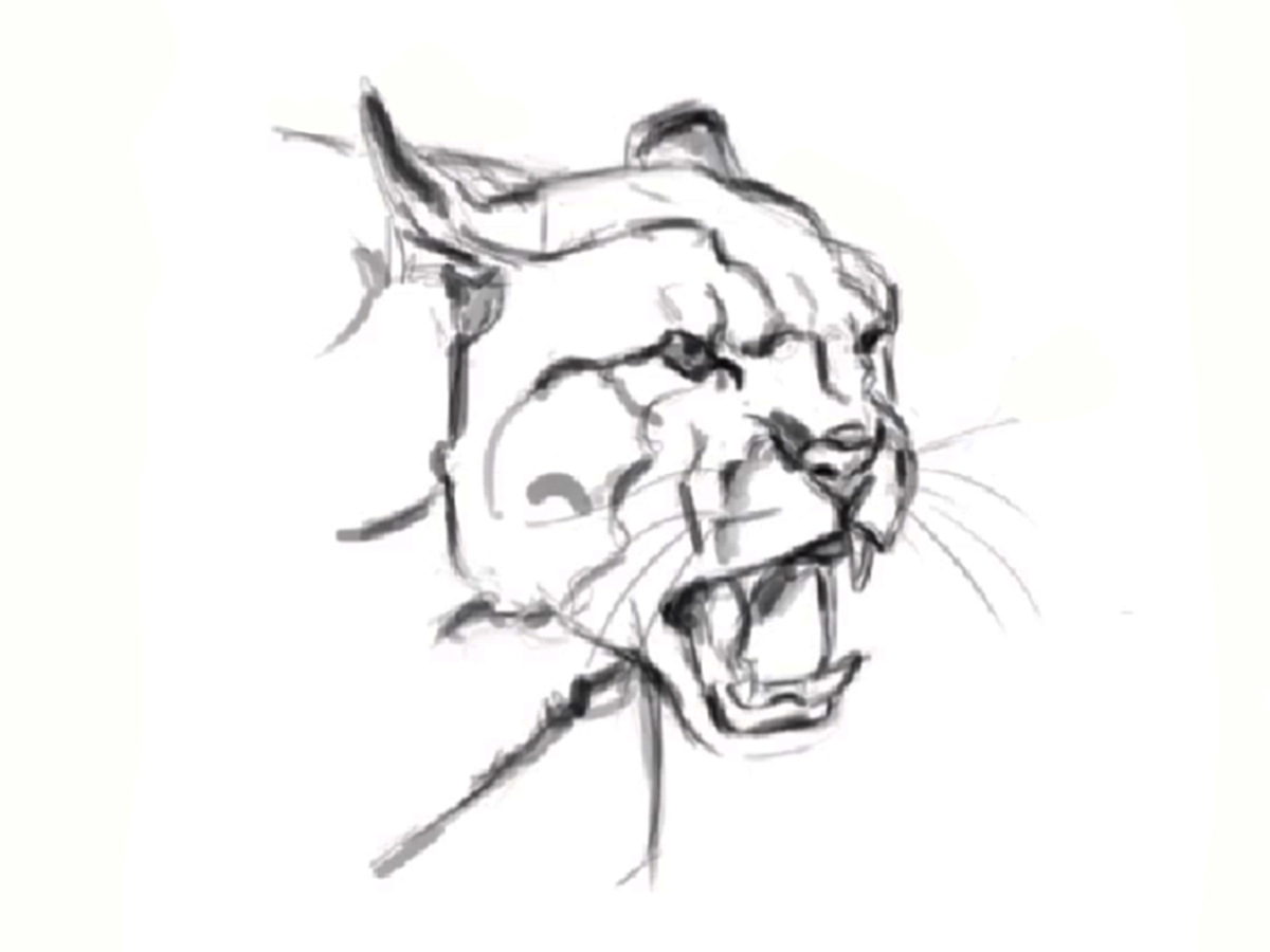 How to draw Cougar/Panther