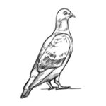 How to draw a pigeon