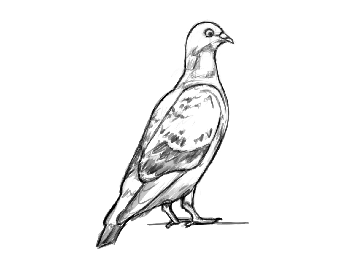 How to draw a pigeon