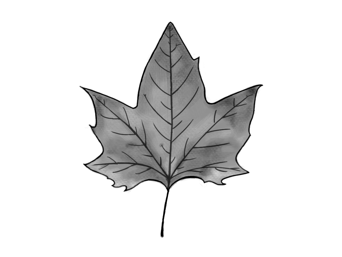 how to draw a maple leaf